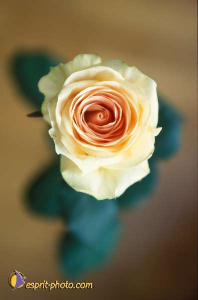 Nom de l'image : EG-Nat-850 — Description :