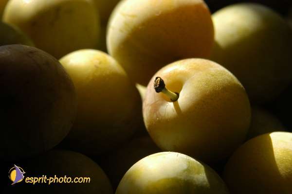 Nom de l'image : DSC_2453 — Description :