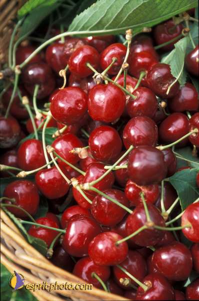 Nom de l'image : EG-Nat-825 — Description :