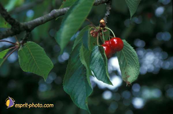 Nom de l'image : EG-Nat-828 — Description :