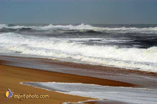 Nom de l'image : D1159321-01 — Description :  Vagues (Atlantique - Portugal - Dunes de la Costa do Prata)