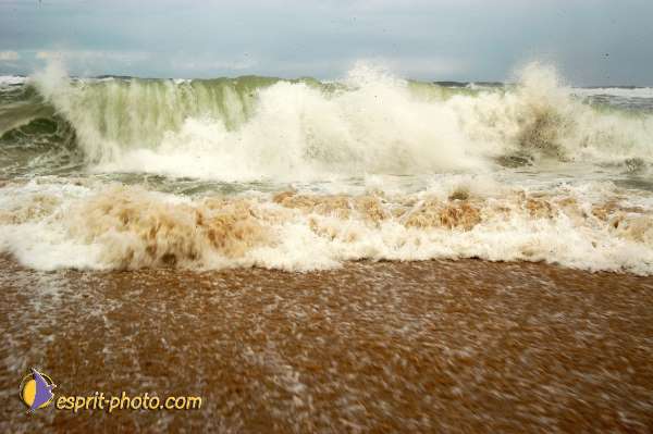 Nom de l'image : D1159621-01 — Description :  Vagues (Atlantique - Portugal - Dunes de la Costa do Prata)