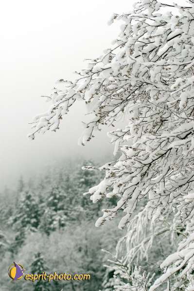 Nom de l'image : D1105155-nef-01 — Description :