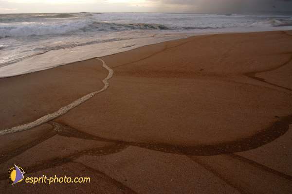 Nom de l'image : D1159179-01 — Description :  Vagues (Atlantique - Portugal - Dunes de la Costa do Prata)