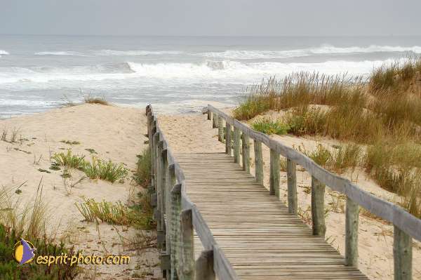 Nom de l'image : D1159235-01 — Description :  Vagues (Atlantique - Portugal - Dunes de la Costa do Prata)