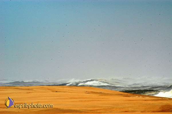 Nom de l'image : D1159463-01 — Description :  Vagues (Atlantique - Portugal - Dunes de la Costa do Prata)