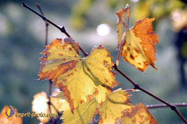 Nom de l'image : D1086419-01 — Description :