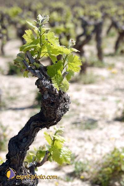 Nom de l'image : D1127005-nef-01 — Description :