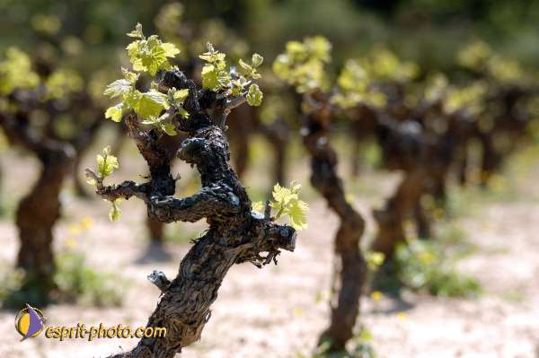 Nom de l'image : D1127014-nef-01 — Description :