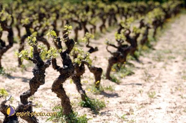 Nom de l'image : D1127022-nef-01 — Description :