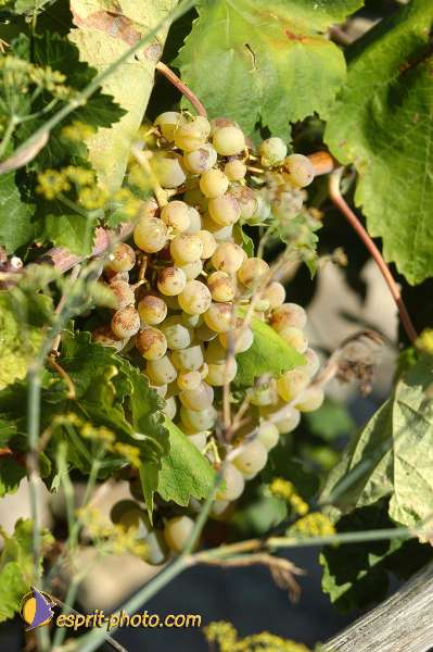 Nom de l'image : D1173987-1 — Description :  Franciscaine Rinovati (Soeurs) à Tusa (Sicile)