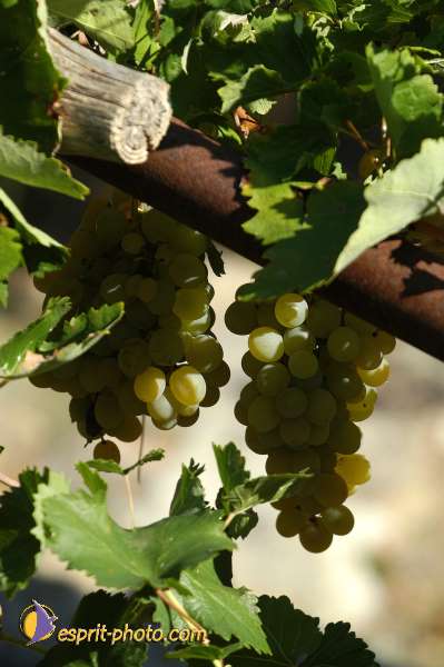 Nom de l'image : D1173998-1 — Description :  Franciscaine Rinovati (Soeurs) à Tusa (Sicile)