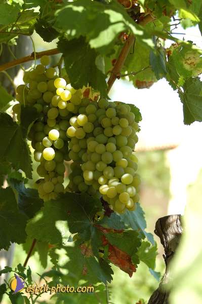 Nom de l'image : D1174014-1 — Description :  Franciscaine Rinovati (Soeurs) à Tusa (Sicile)