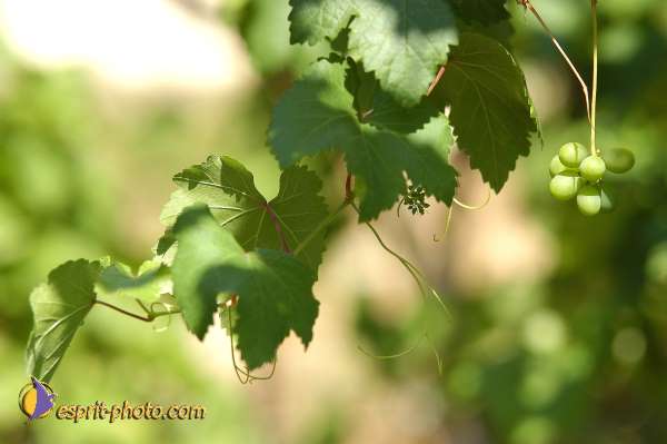 Nom de l'image : D1174022-1 — Description :  Franciscaine Rinovati (Soeurs) à Tusa (Sicile)
