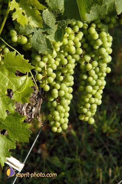 Nom de l'image : E00004637 — Description :