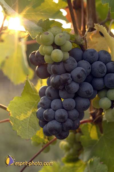 Nom de l'image : Nat-1017 — Description :