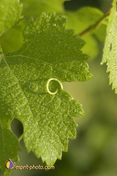 Nom de l'image : Nat-1119 — Description :