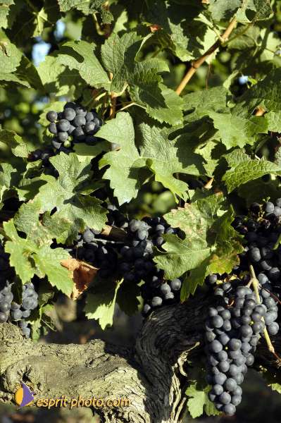 Nom de l'image : Nat-1133 — Description :