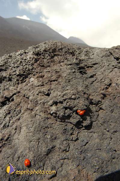 Nom de l'image : D1177295-1 — Description :  Etna - Eruption du volcan sur l'Etna en Sicile le 15/09/2005