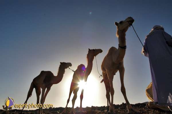 Nom de l'image : D1231415-1 — Description :  Sur les pas de Charles de Foucault - Tamanrasset-Assekrem