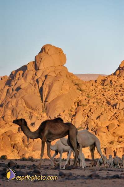 Nom de l'image : D1233462-1 — Description :  Sur les pas de Charles de Foucault - Tamanrasset-Assekrem