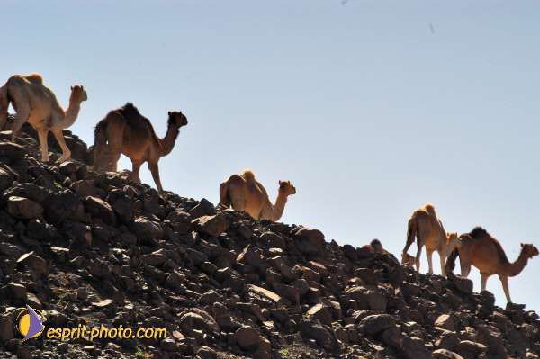 Nom de l'image : D1234116-1 — Description :  Sur les pas de Charles de Foucault - Tamanrasset-Assekrem