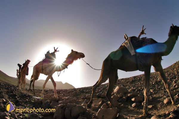 Nom de l'image : D1234738-1 — Description :  Sur les pas de Charles de Foucault - Tamanrasset-Assekrem