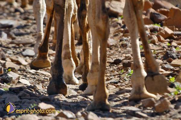 Nom de l'image : D1235387-1 — Description :  Sur les pas de Charles de Foucault - Tamanrasset-Assekrem