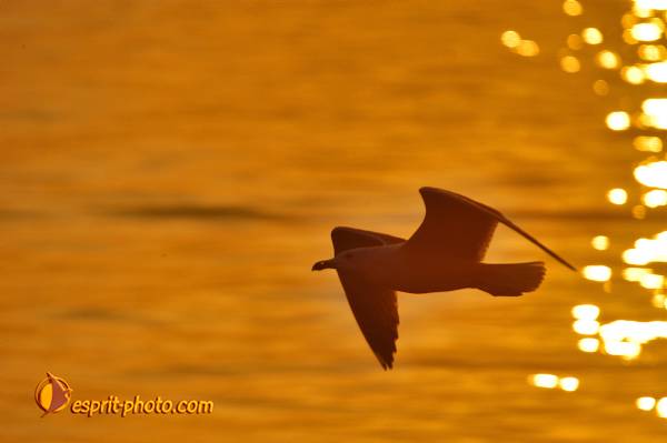 Nom de l'image : OISEAUX_D1198153-1 — Description :  Lac de Tiberiade en Galilée