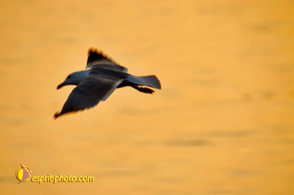 Nom de l'image : OISEAUX_D1198154-1 — Description :  Lac de Tiberiade en Galilée