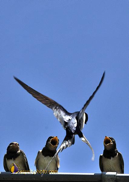 Nom de l'image : OISEAUX_D2017930-1vert — Description :