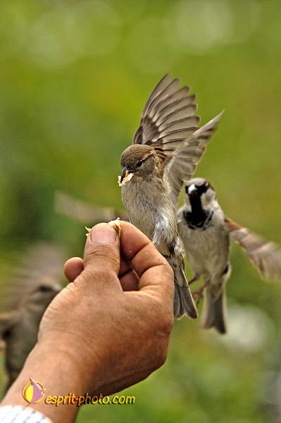 Nom de l'image : OISEAUX_D2022624-1 — Description :