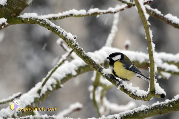 Nom de l'image : OISEAUX_D30039196_1 — Description :