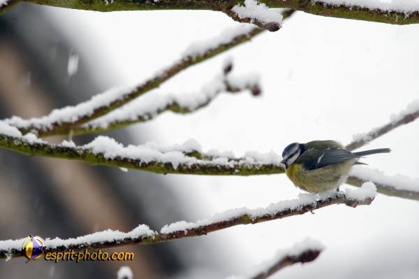 Nom de l'image : OISEAUX_D30039199_1 — Description :