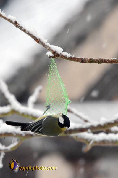 Nom de l'image : OISEAUX_D30039254_1 — Description :