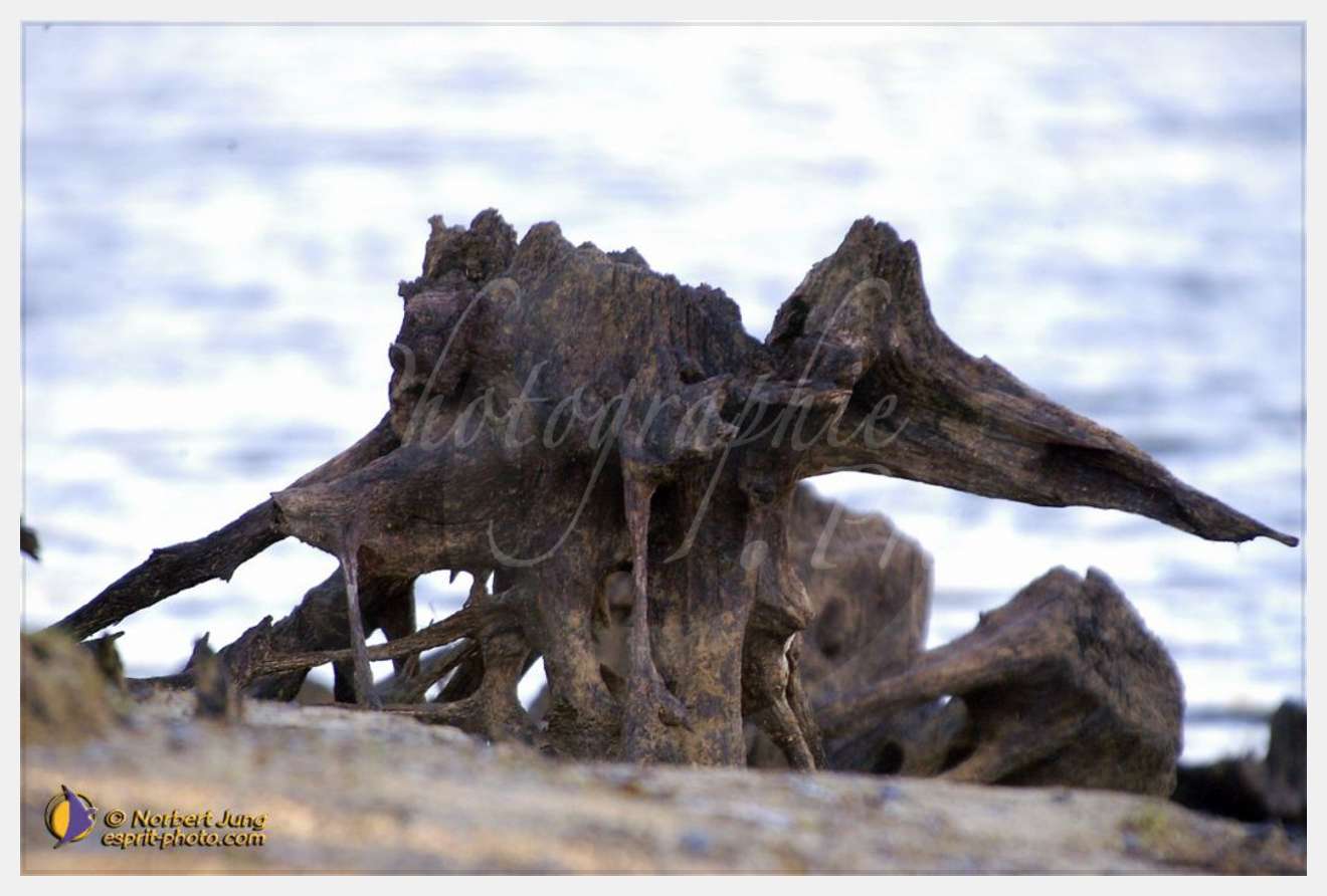 Nom de l'image : D1007059-01 — Description :