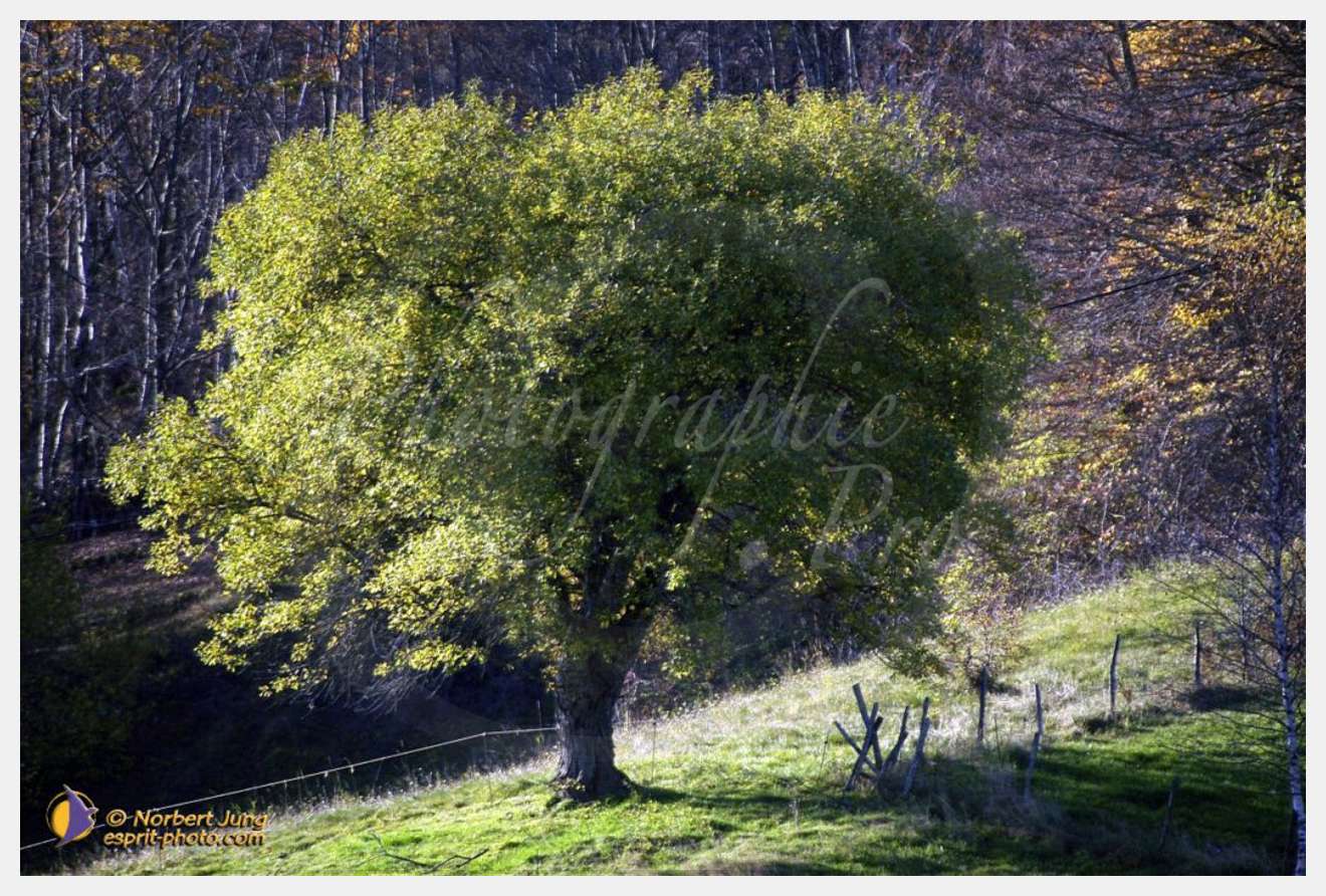 Nom de l'image : D1010140-01 — Description :