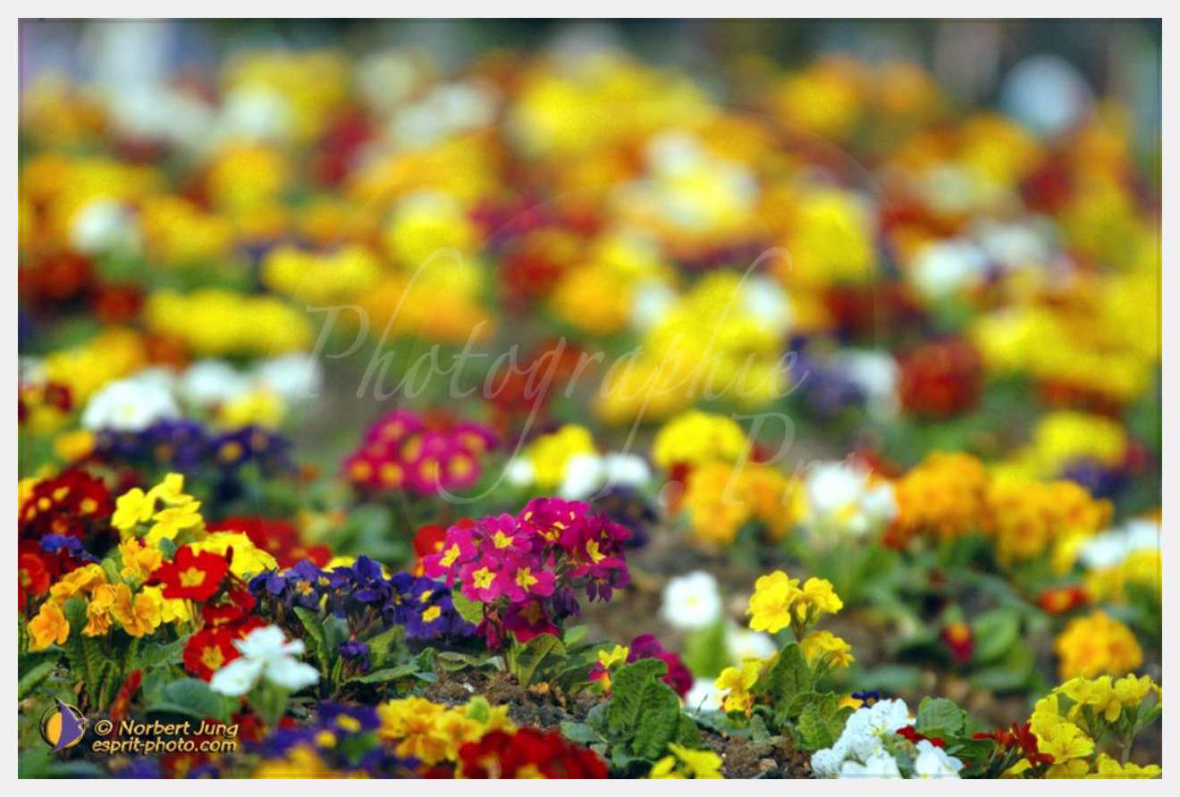 Nom de l'image : D1023783-01 — Description :