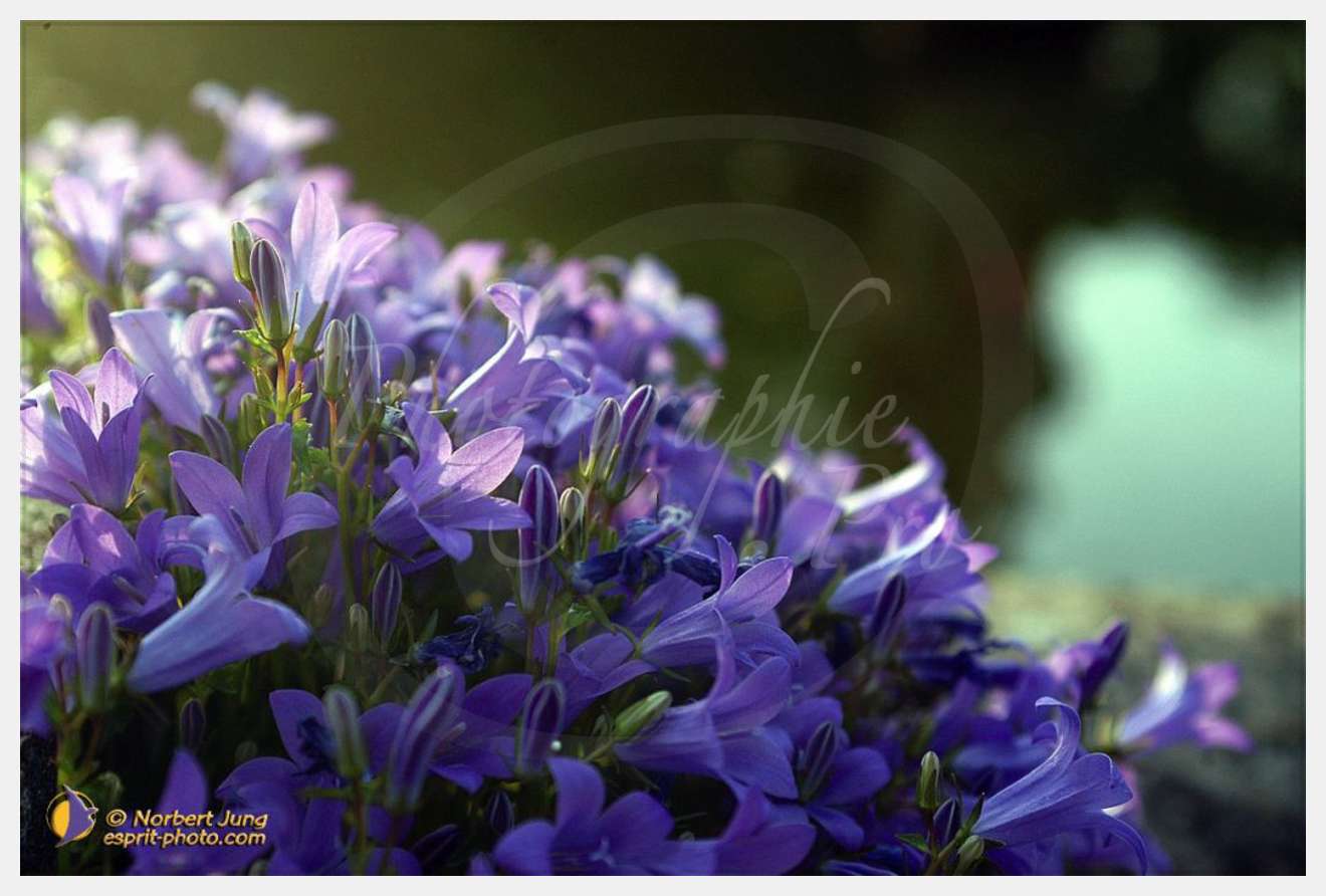 Nom de l'image : D1035073-01 — Description :