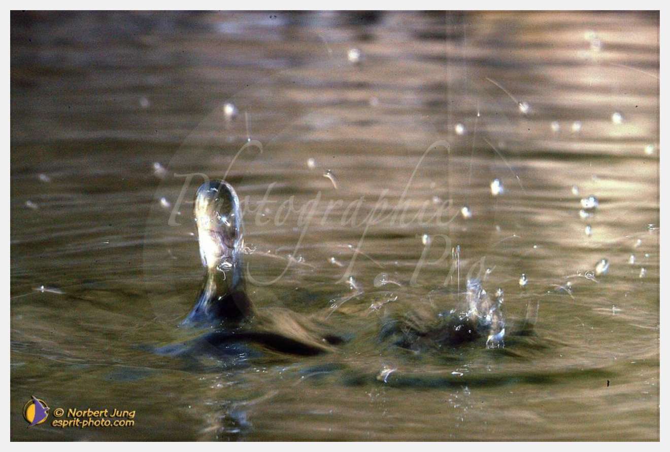 Nom de l'image : D1035156-01 — Description :