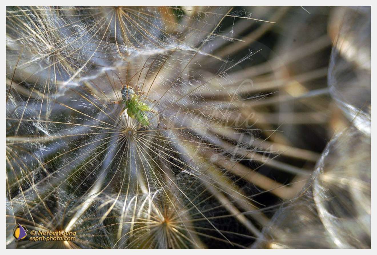 Nom de l'image : D1035461-01 — Description :