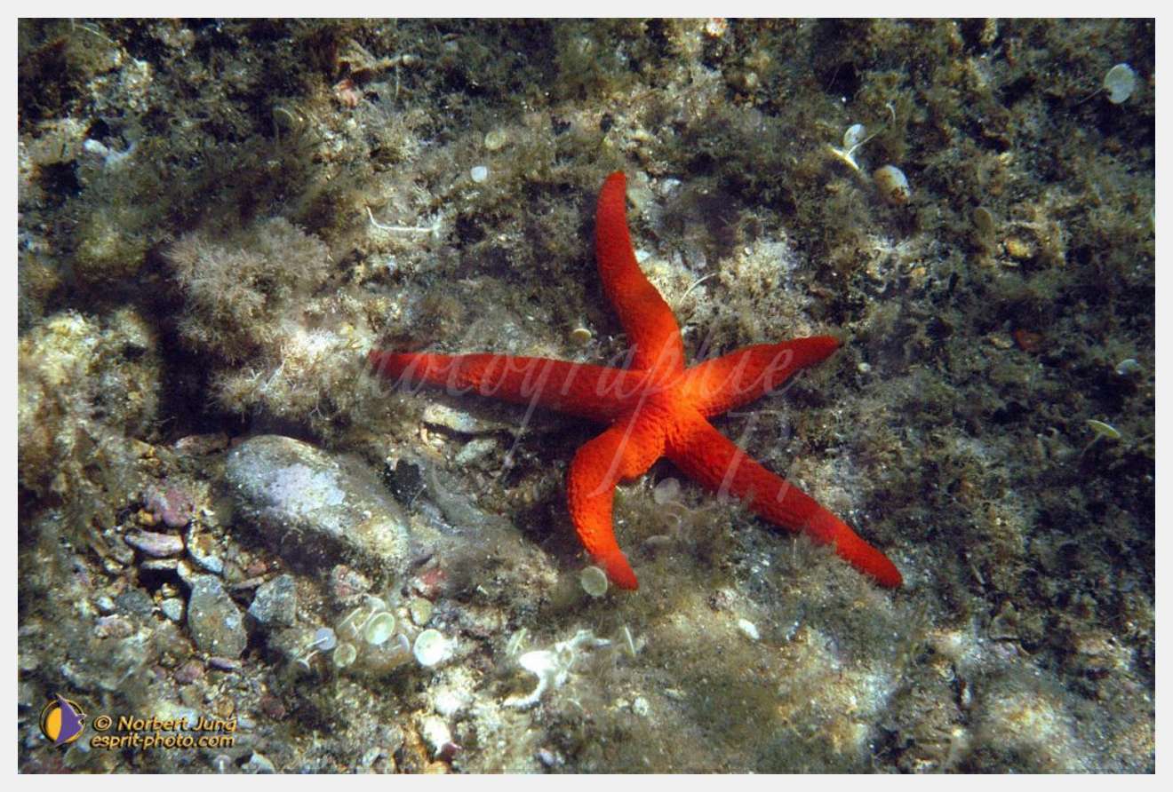 Nom de l'image : D1055047-sel-01 — Description :