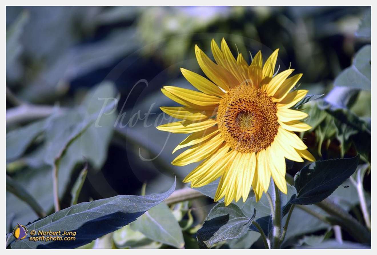 Nom de l'image : D1055642-nef-01 — Description :