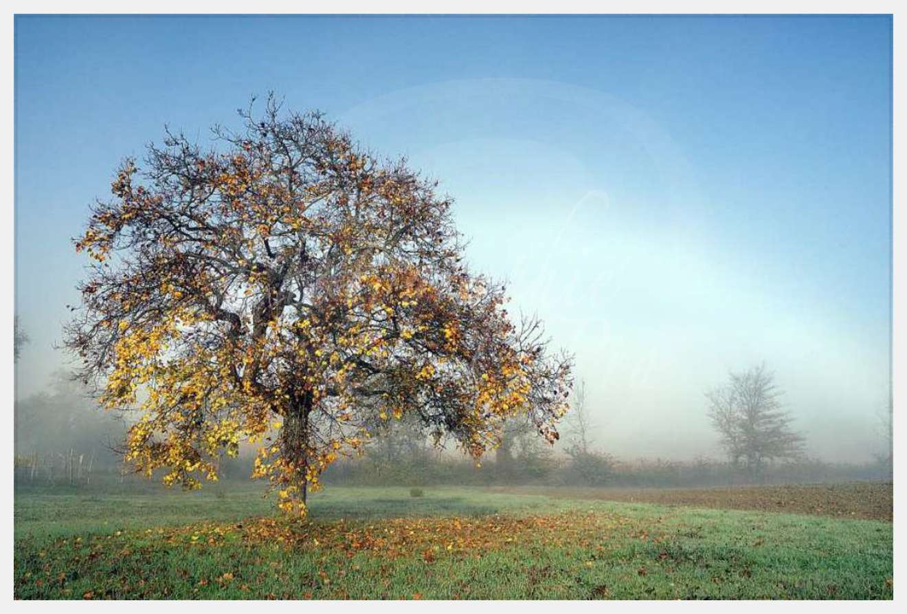 Nom de l'image : D1087122-nef-01 — Description :