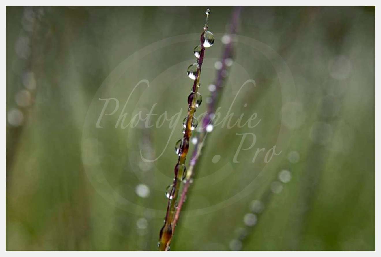 Nom de l'image : D2026916-1 — Description :