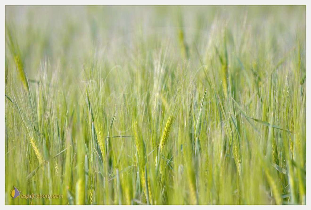 Nom de l'image : D2162518_1 — Description :