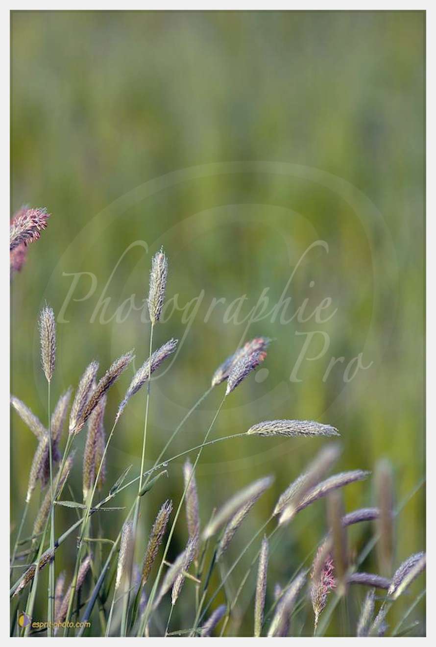 Nom de l'image : D2162537_1 — Description :