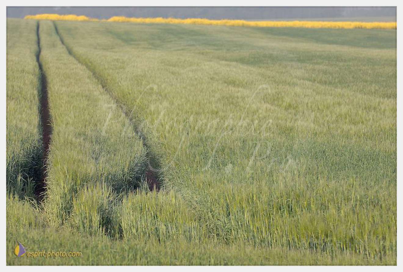 Nom de l'image : D2162560_1 — Description :