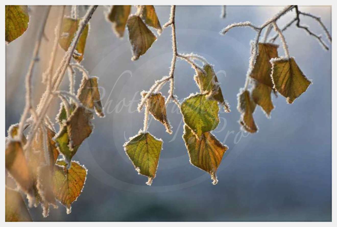 Nom de l'image : D2200705_1 — Description :