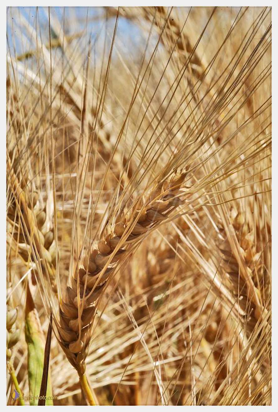 Nom de l'image : D30014314_1 — Description :